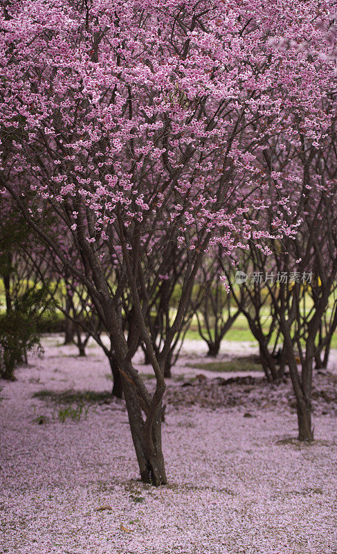 樱花盛开，花瓣纷纷落地