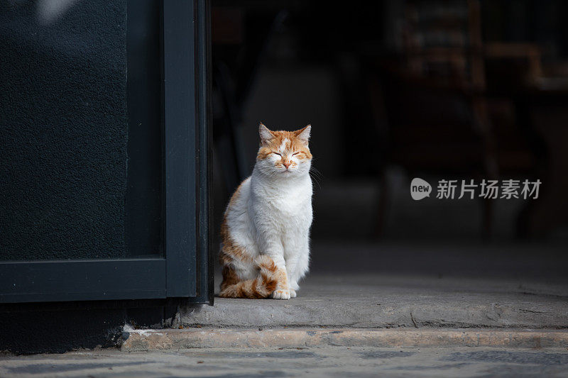 生姜和白色的流浪猫。