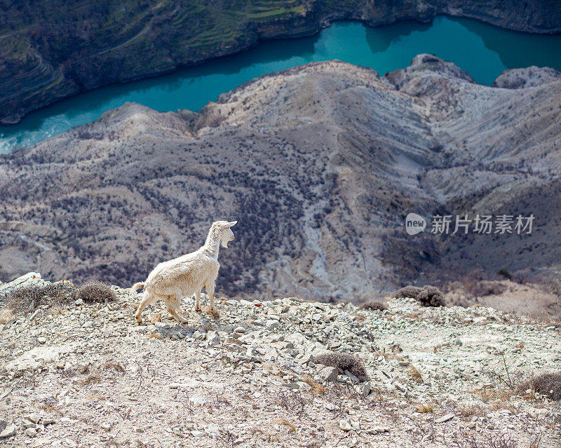山羊在山腰的岩石里休息。