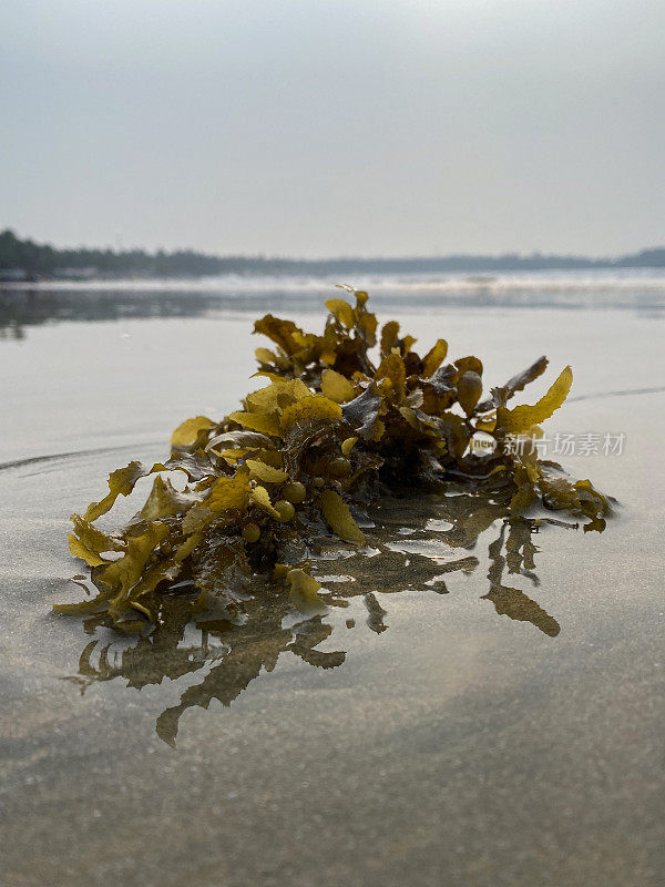 近距离拍摄了一群产在印度海滩沙滩上的海带上的鱼卵，低潮，背景中有破水，聚焦于前景