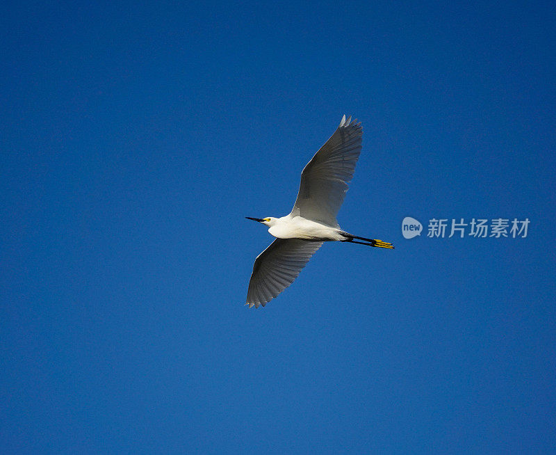 雪白的白鹭在蓝天中飞翔