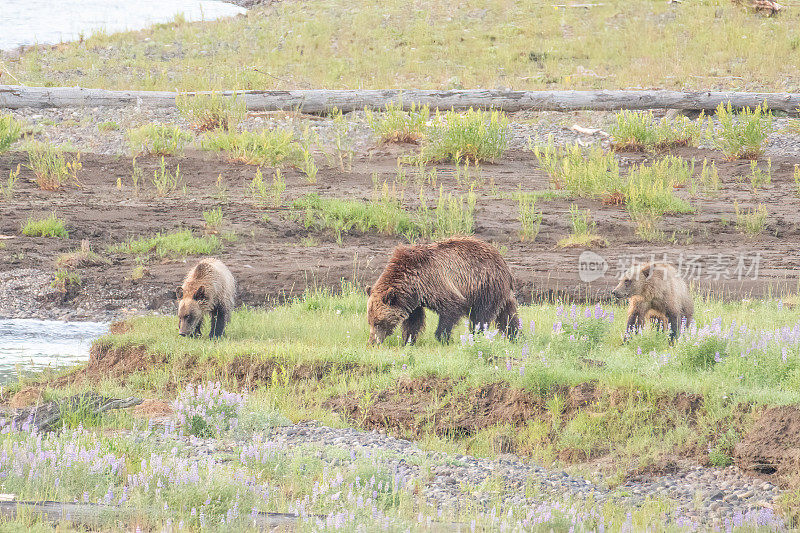 北美美国西部黄石生态系统拉马尔河的灰熊和幼崽