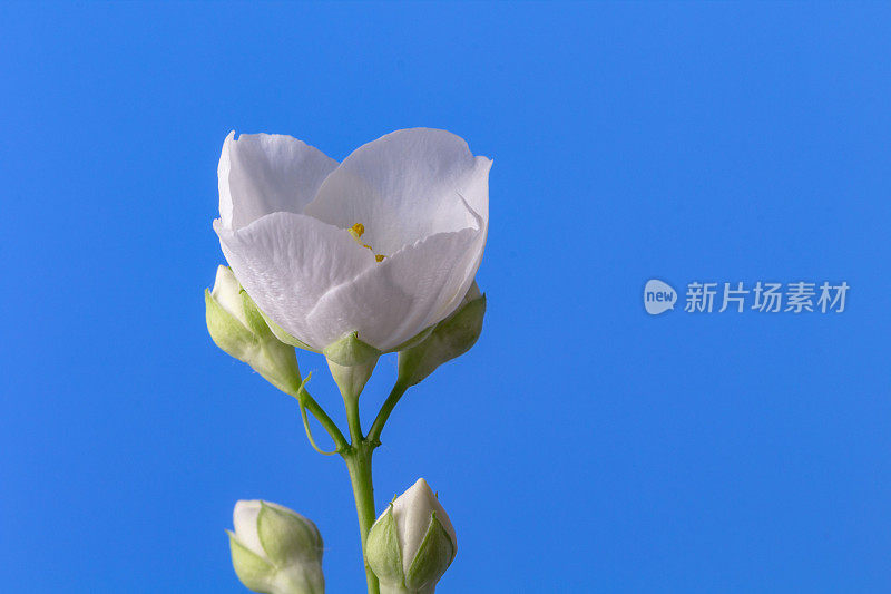 白色茉莉花盛开在蓝色背景的照片。茉莉花绽放的时间流逝。