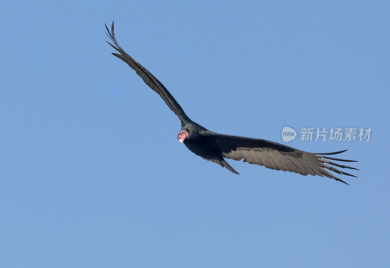 土耳其秃鹫，Cathartes光环，在飞行