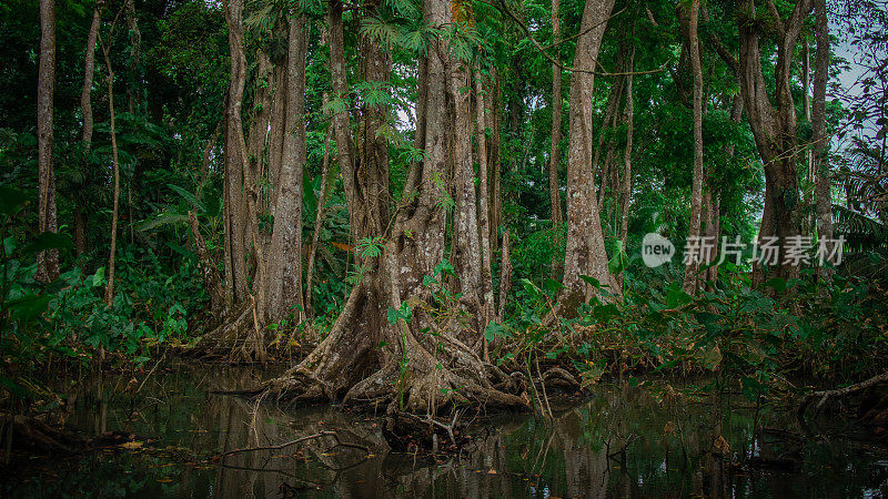 丛林背景，树木从茂密的哥斯达黎加森林中浑浊的水中升起。