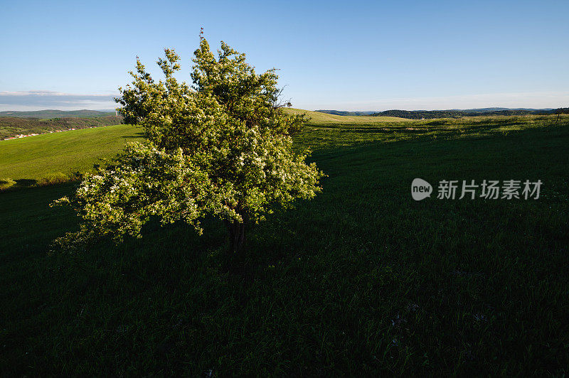 孤独的树和草地，完美的天空背景