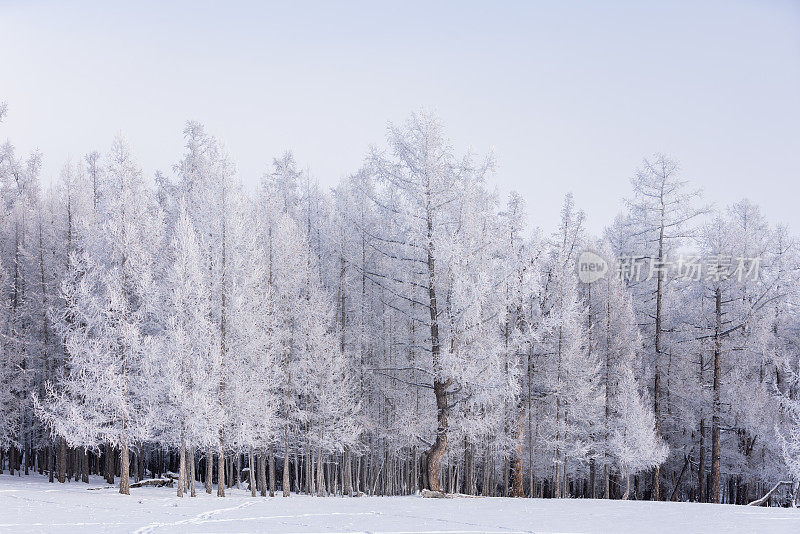 冬天，美丽的白雪覆盖的松树唤起了一种宁静而神奇的气氛。