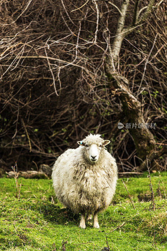 毛茸茸的脏兮兮的羊身上裹着羊毛，在绿色的牧场上看着相机