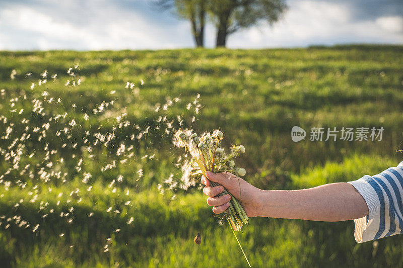 一个女孩拿着一束蒲公英，风把它们吹走了。