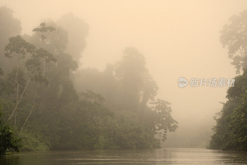 厄瓜多尔东南部亚马逊河上游的热带雨林