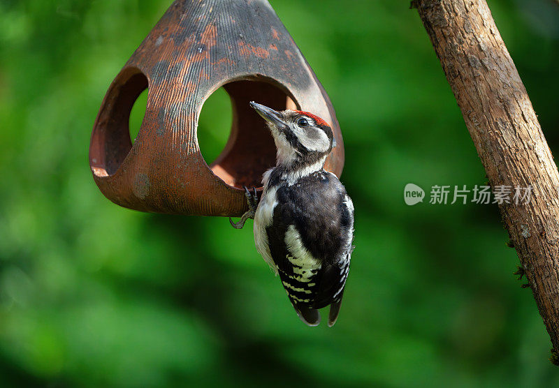 小啄木鸟，挪威奥斯陆