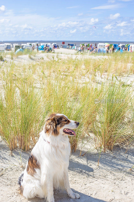 狗坐在海滩上，北海，东弗里斯兰，德国