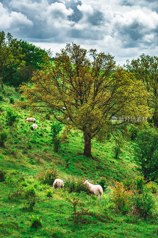 英国邓斯特布尔唐斯，夏天阴天从山上看到的英国风景