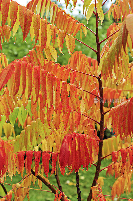 美丽的自然背景，五颜六色的植物叶子配上雨点，雨后的自然风光。黄橙秋景，生机盎然的湿叶季节性造型照片。秋季色彩