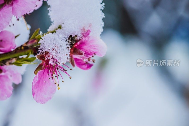 冬花，白底雪下桃红花。在早春的雪地里，粉红色的花朵。