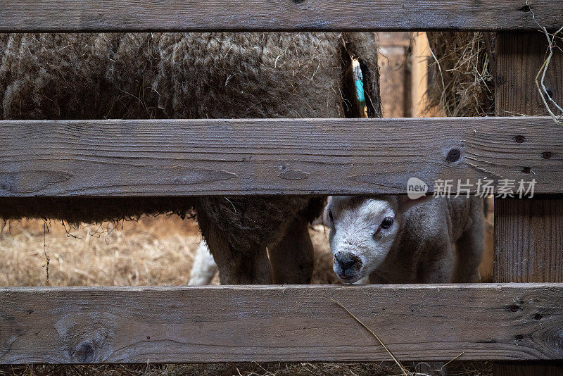 羊肉