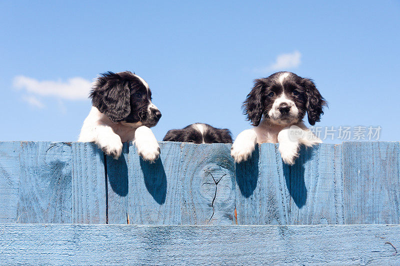 需要帮助，漂亮的西班牙猎犬小狗望着蓝色的栅栏，中间的那只看不到外面，我们只能看到它的头顶，它需要帮助。
