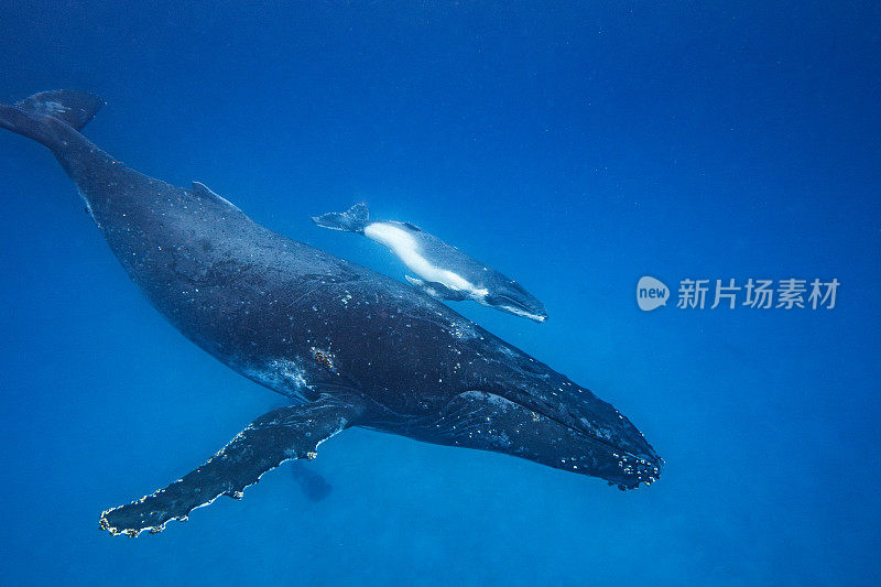 座头鲸和幼鲸在深蓝色清澈的太平洋上游过