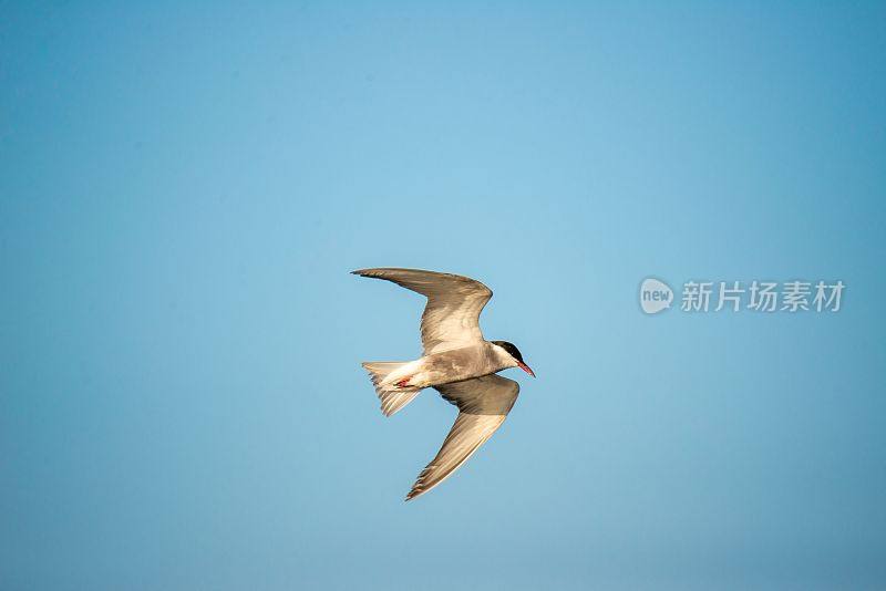 一只大白鸟在蓝天中翱翔的高分辨率照片