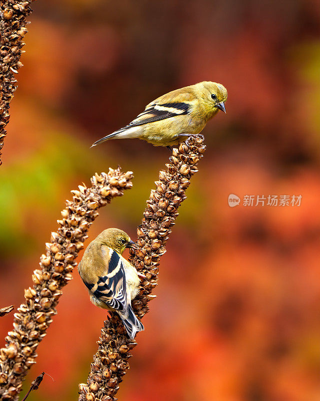 芬奇照片和图像。两只鸟。特写侧视图栖息在一个干燥的玉米茎植物白色的秋天橙色背景在他们的环境。