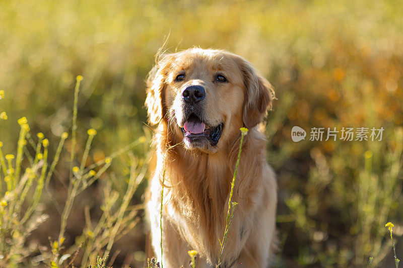 在温暖的午后阳光下，金毛猎犬在草地上散步的肖像。