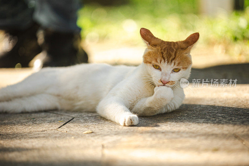 一只年轻的流浪猫舔着爪子