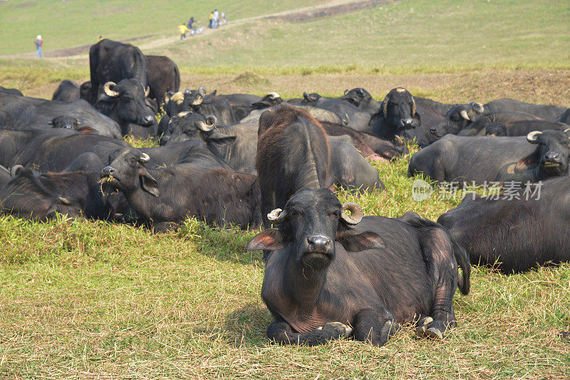 在草地上休息的黑肉牛