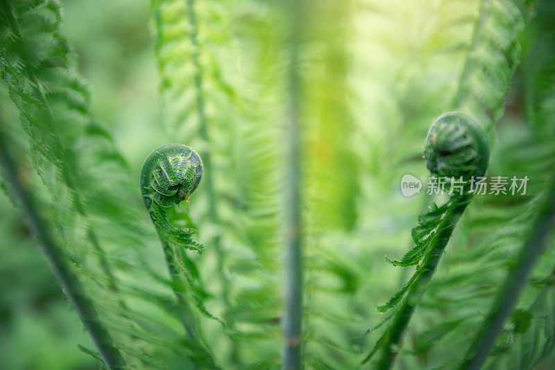 蕨类植物的叶子