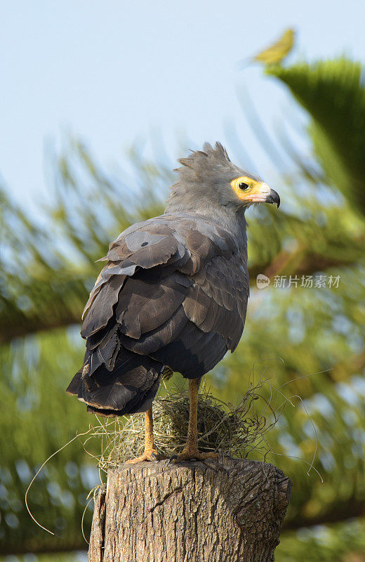 非洲Harrier-Hawk