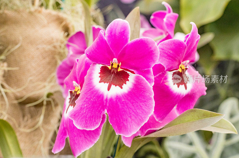 英国伦敦的Miltoniopsis“三色兰花”