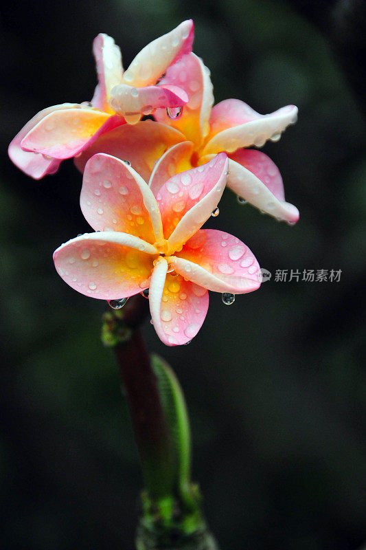 雨后滴落的鸡蛋花