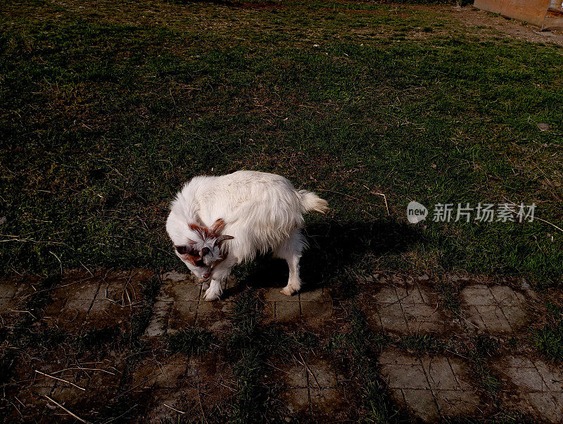 一只长着白色羊毛的小山羊害羞地把头藏起来，用前腿遮住头。一只美丽的动物躲在一条水泥路上。