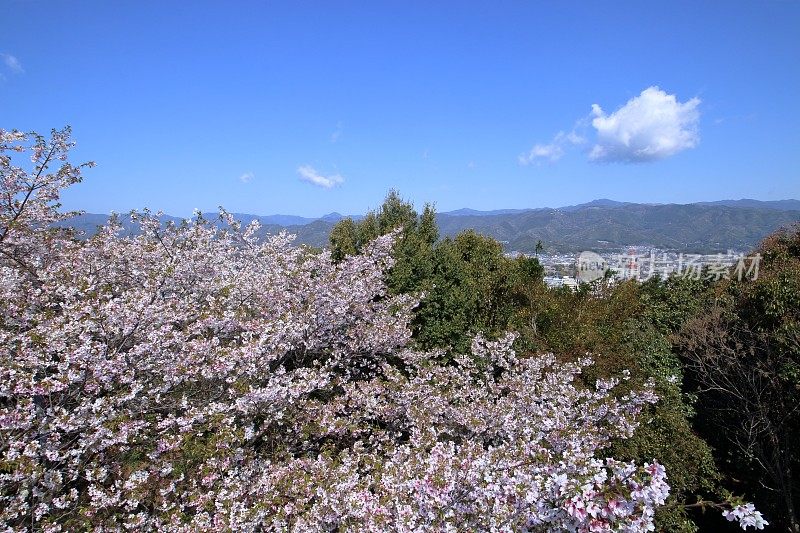 从春天的观景台看Hitsuzan(高知县高知市)