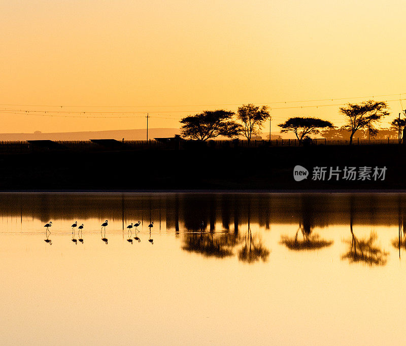 黄昏时，火烈鸟在平静的水面上倒映