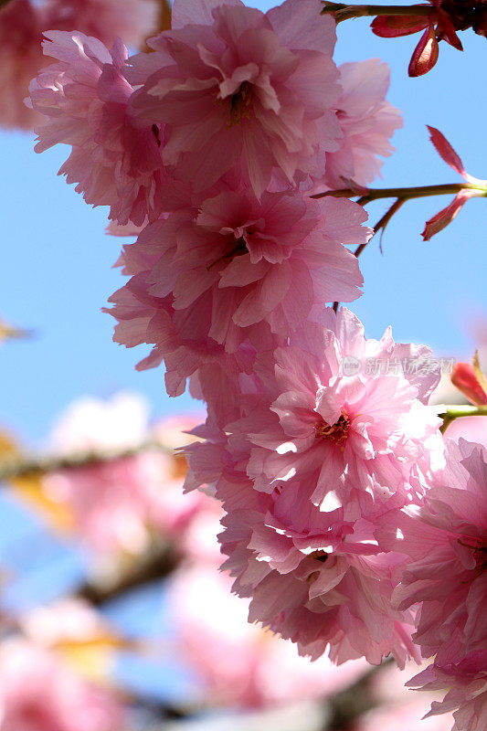 花梯