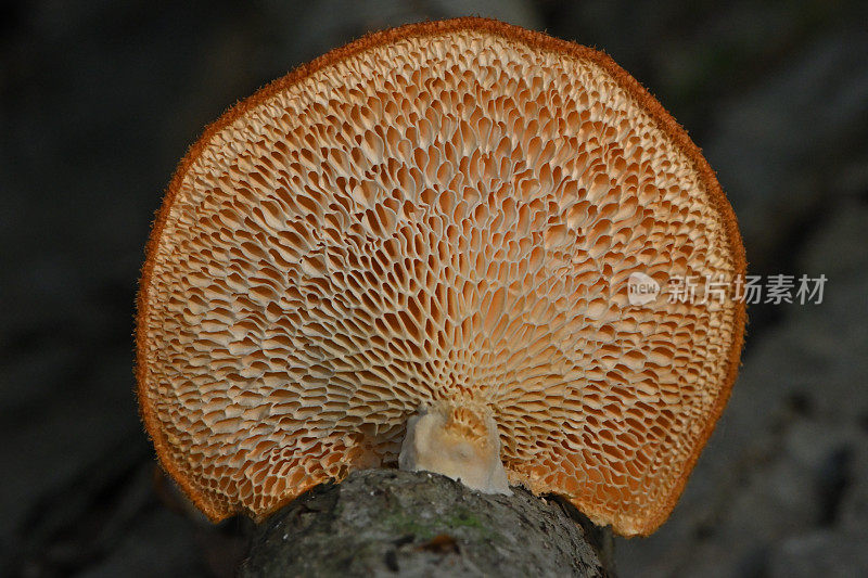 山毛榉树底部的支架菌(一种蘑菇)图2