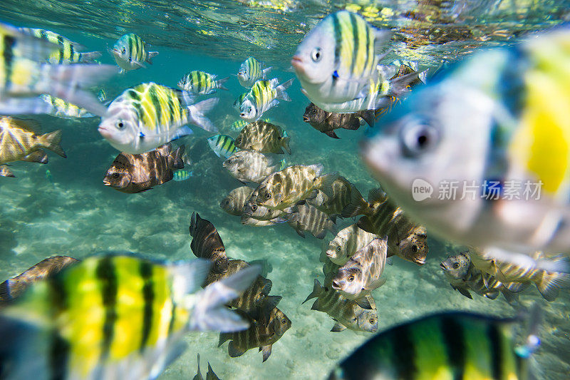 清澈的蓝绿色水中的黄色和黑色条纹鱼，Hikkaduwa。