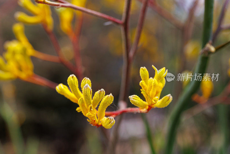 袋鼠爪花