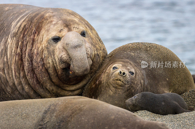 南极南乔治亚岛圣安德鲁湾的象海豹家族