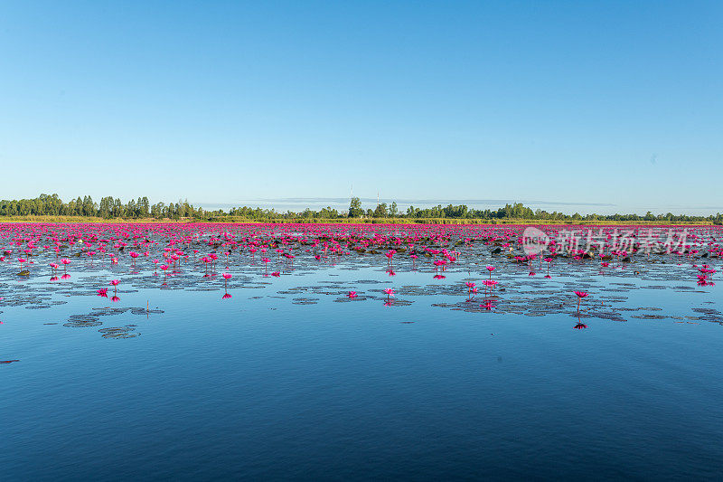 泰国乌隆他尼省清晨的红莲湖美景