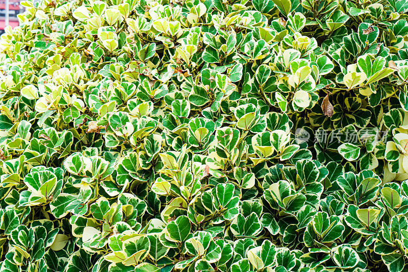 特写镜头的槲寄生无花果植物生长在停车场，槲寄生橡胶厂。