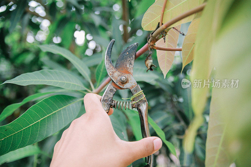 生锈的植物切割器