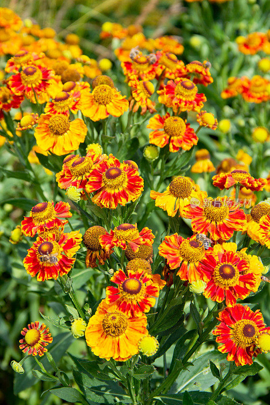 红黄向日葵(Helenium)与蜜蜂