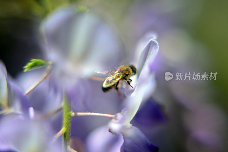 紫藤植物和蜜蜂