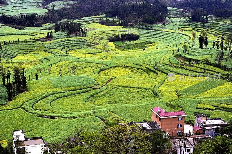 油菜花图案