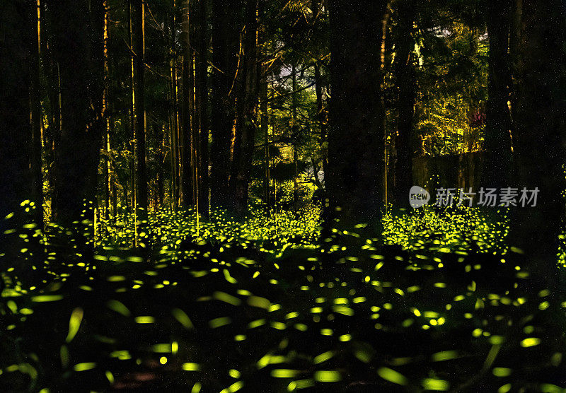 萤火虫晚上在森林里发光