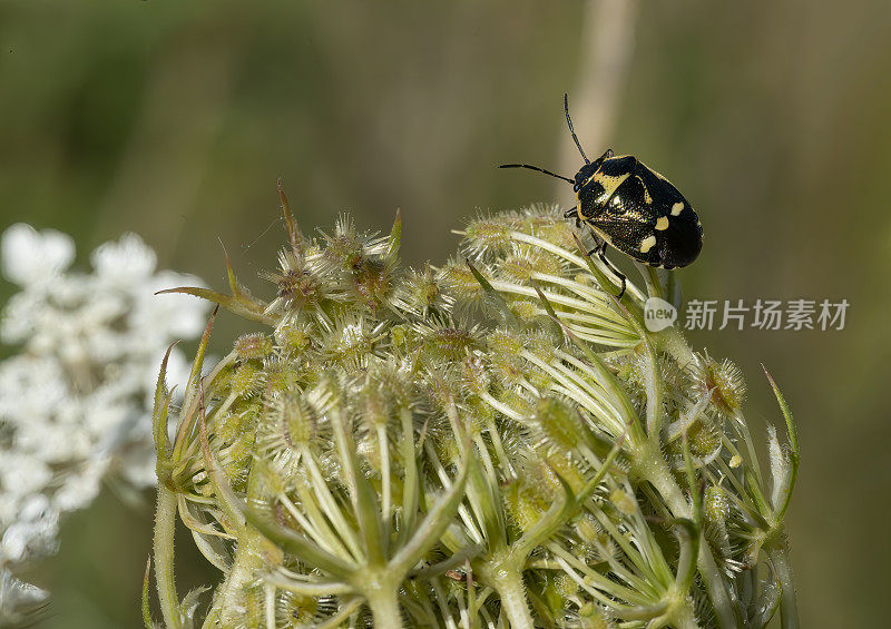 近距离拍摄的盾虫甲虫