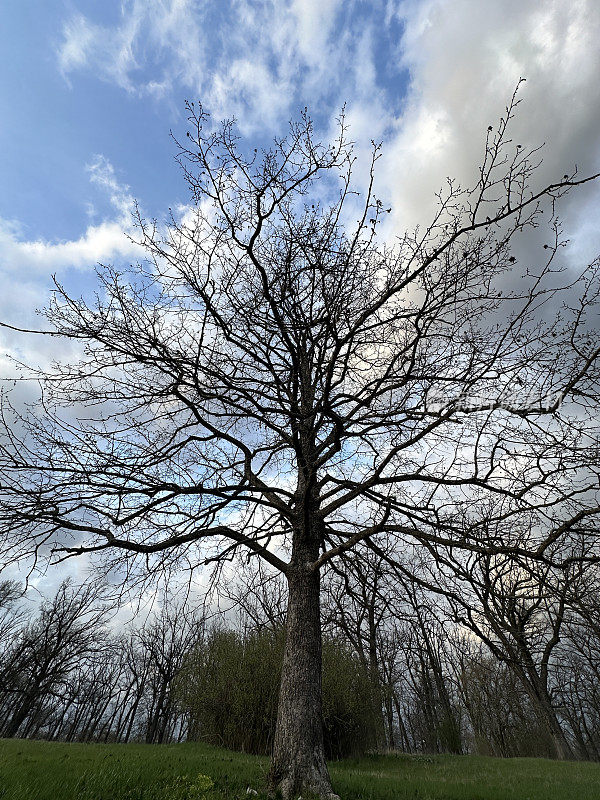 一棵老树的树枝，特写。在天空的背景上有一棵枝繁叶茂的大树。背景纹理-一棵大树的树枝。