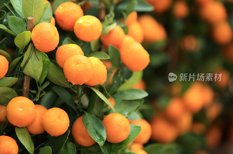 柑橘类橙子长在树上
