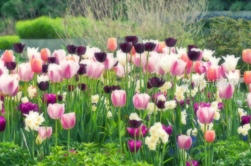 春季花园:郁金香、水仙花、麝香花